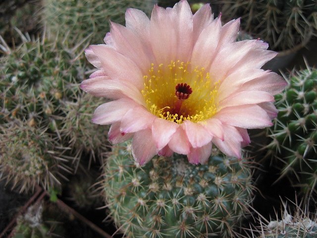 Notocactus apricus v. durispinus hybrid s cervenym kvetem